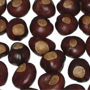 Buckeyes  for crafting